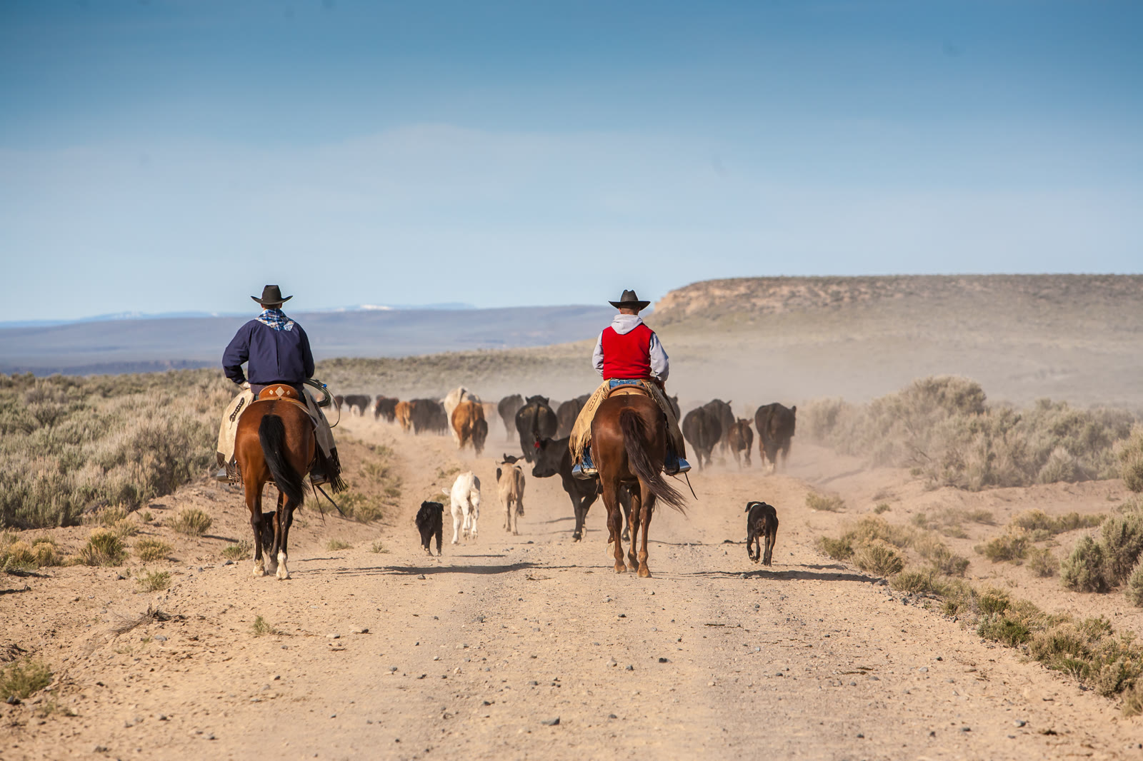 Two riders driving cattle across open range