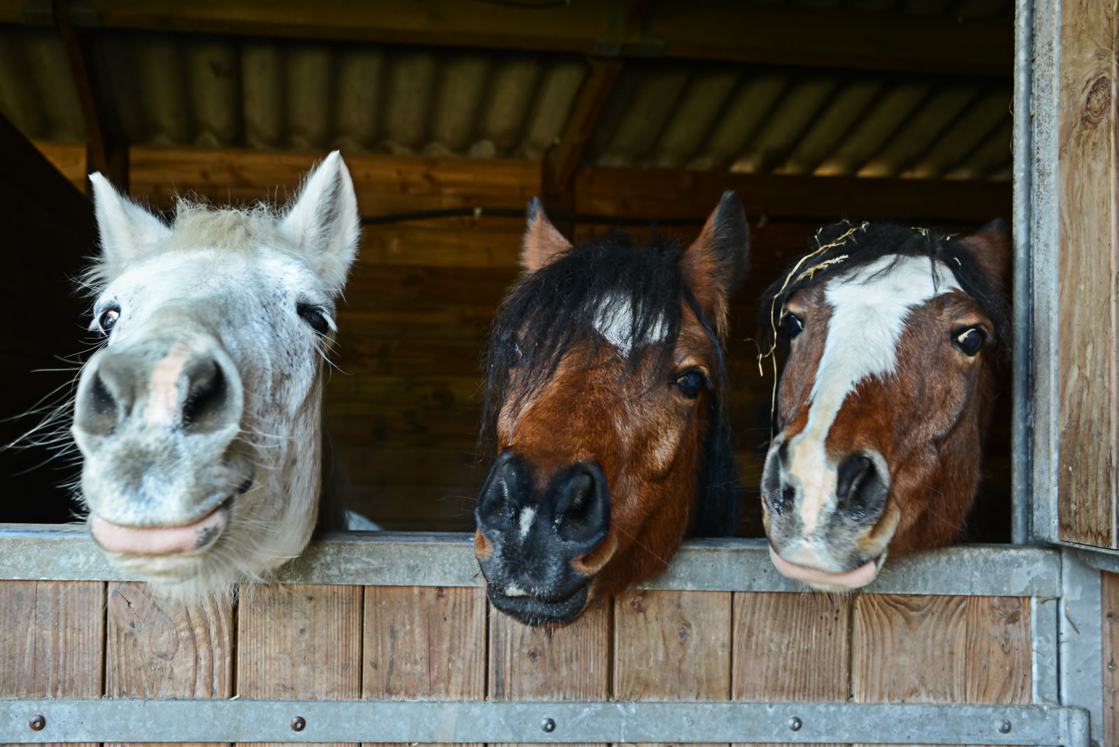 Three horses looking out of a stable